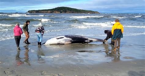 Científicos neozelandeses creen que ejemplar de ballena más rara del ...