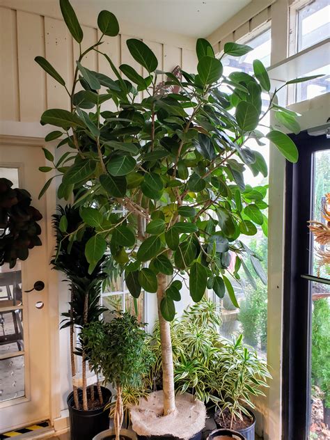 Greenery Unlimited Ficus Audrey aka Ficus benghalensis Care