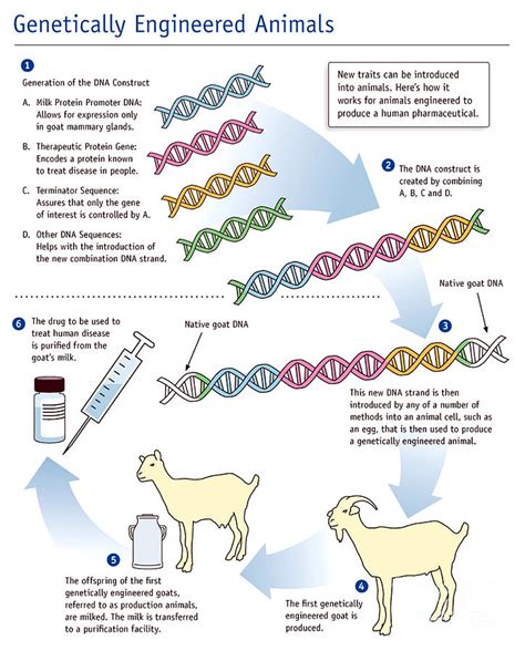 Genetic Engineering Animals 的图像结果