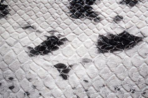 Image result for Python Skin Background