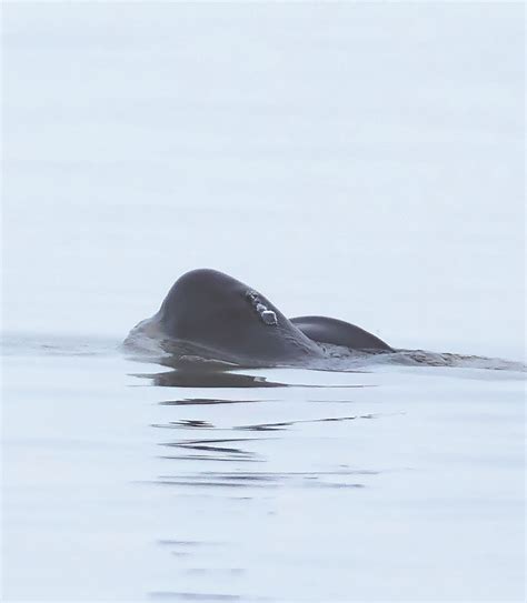 Numbers of Yangtze finless porpoise increasing - Chinadaily.com.cn