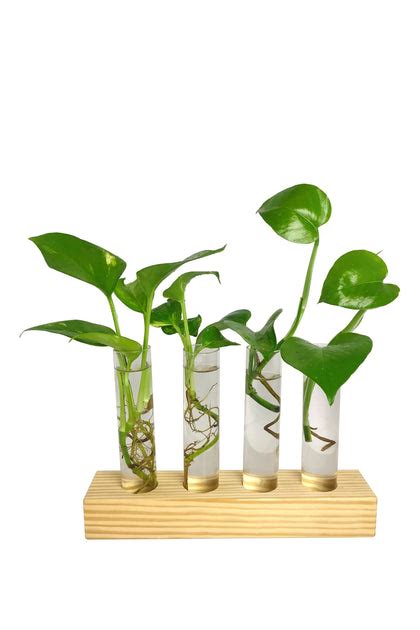 DESKTOP GARDEN - Series test tube planter -1 – sustainme.in