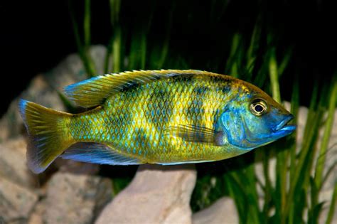 Tropical Fish Cichlid Species at Diana Longoria blog