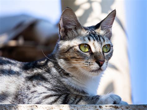 Arabian Mau: The Loving and Playful Street Cat