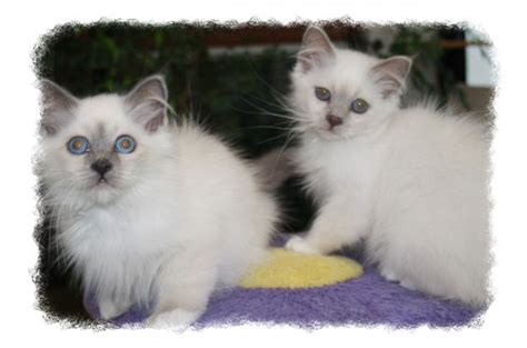 Tiere Kleinanzeigen | Tiere Anzeigenmarkt | Tiere Marktplatz | Tiere ...