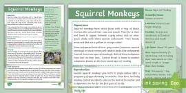 Monkeys Fact File,monkey facts (teacher made) - Twinkl