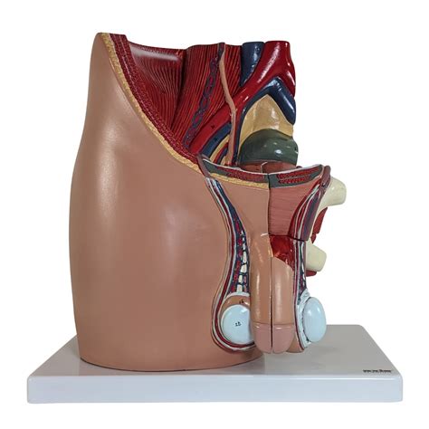 Image result for Male Reproductive System Torso Model