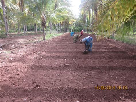 Coconut Development Board