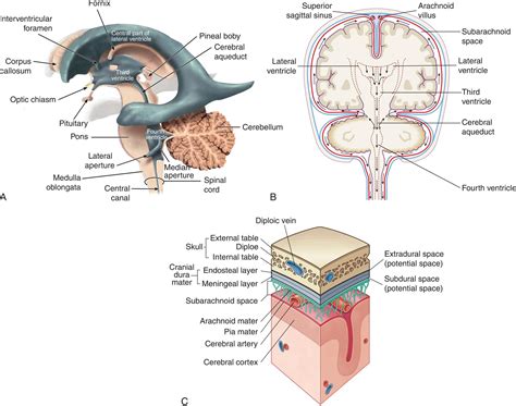 15: Structure and Function of the Neurologic System