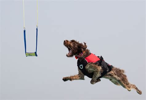 K9 Fun Centre 2024 - Dash Splash and Grab (DOCK DIVING EVENT), 283016 ...