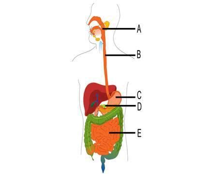 What do structures B and C have in common? Both contain chyme. Both ...