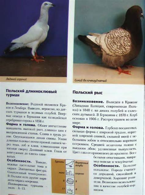 Узбекские голуби: описание породы, содержание, кормление, разведение