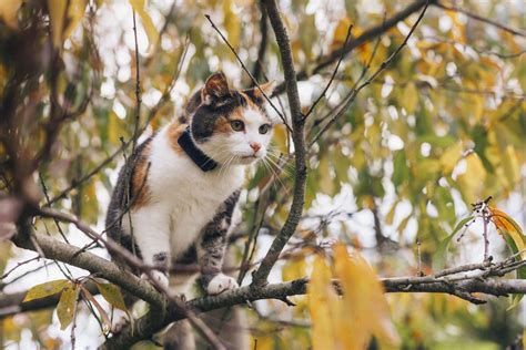 World’s Smallest GPS Tracker Just for Cats Released by Tractive ...
