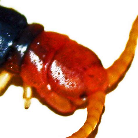 Giant Centipedes in Texas - Bugs In The News