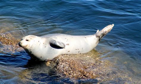 Common Seals Habitat