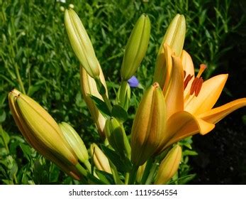 Image result for Python 2 Coding