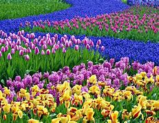 Image result for Free Pictures of Spring