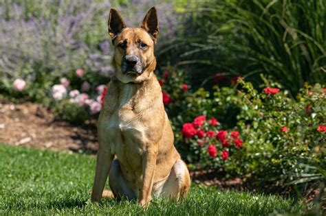 Marmaduke Dog Park at Jill Deleon blog