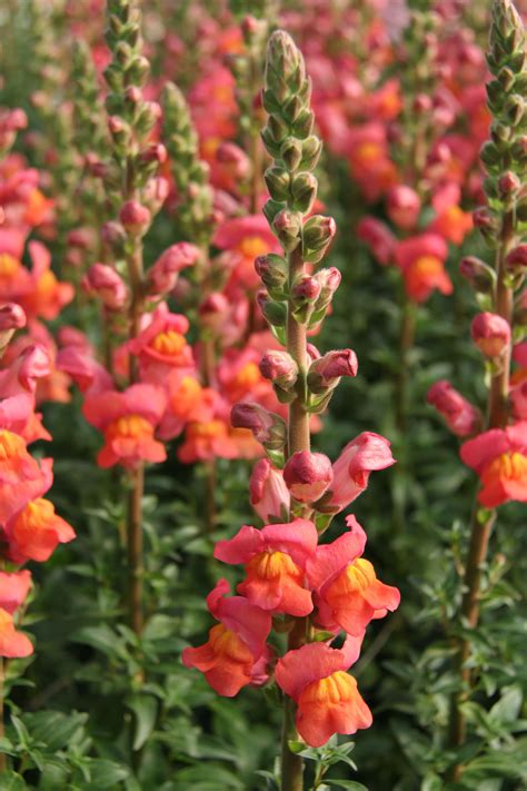 Flowers Orange County Ca at Victoria Mcbrien blog
