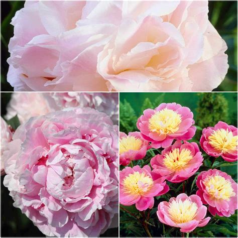 Perfect Peony Plants Collection – Roots Plants