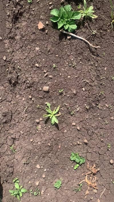 Supervisely Potatoes - Dataset Ninja