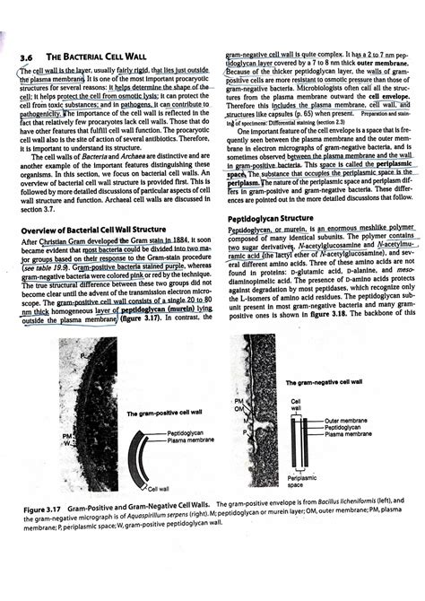 The bacterial cell wall - General Microbiology - Studocu
