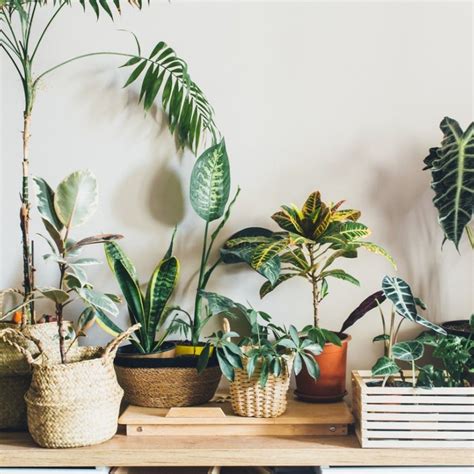 Modern Tropical Indoor Plants