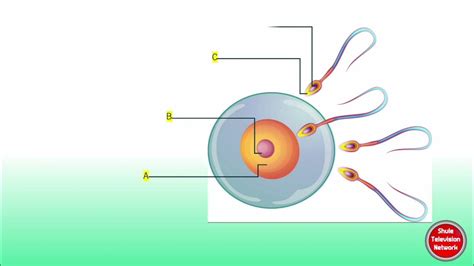 Image result for How Humans Reproduce