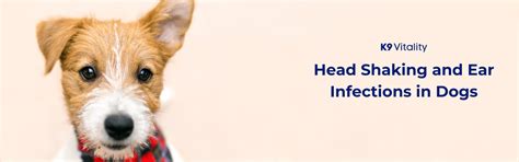 Head Shaking & Ear Infections in Dogs: Causes & Cures – K9 Vitality