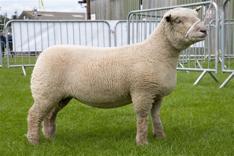 Southdown Ewe. This breed of sheep is mostly used for meat. Alpacas ...