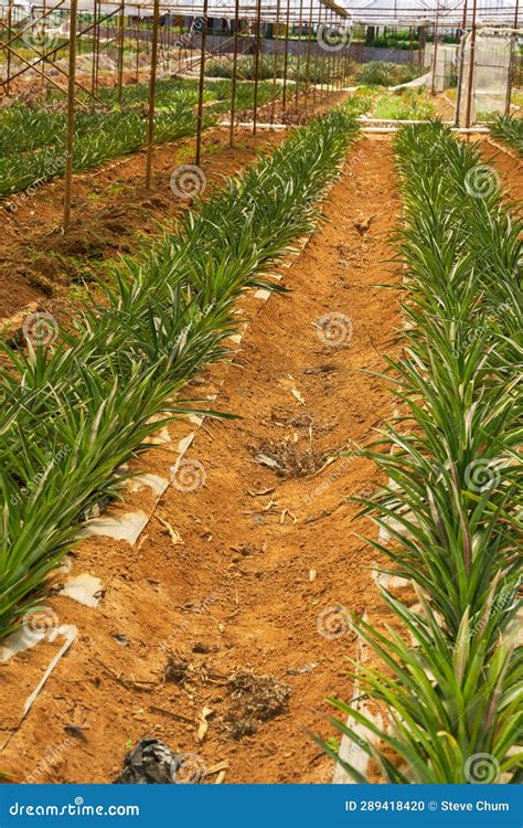 Pineapples Grown in a Greenhouse in an Orchard Stock Photo - Image of ...