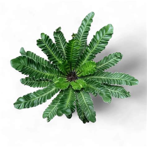 Soiled: India's No.1 Destination for Exotic & Rare Plants