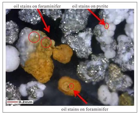 Source Indication and Geochemical Significance of Sedimentary Organic ...