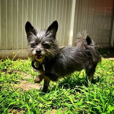 Dogs available for adoption - masslive.com