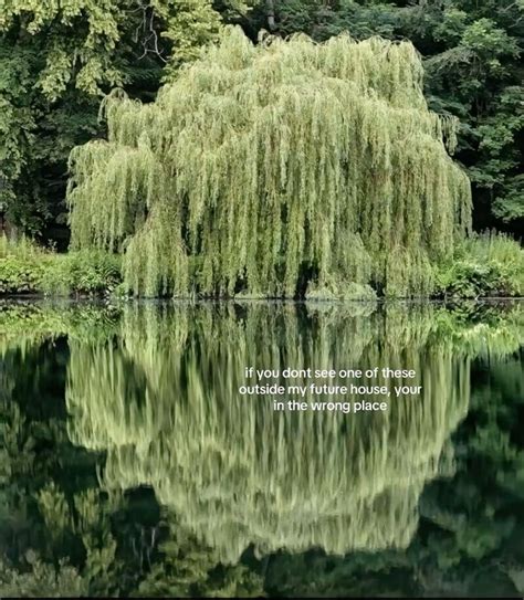 Weeping Willow Northwest Arkansas