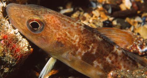 Image result for Small Cod Fish