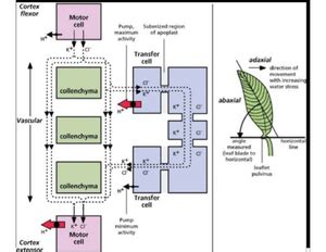 Botony sexual reproduction in flowering plants - Chapter – 1 SEXUAL ...