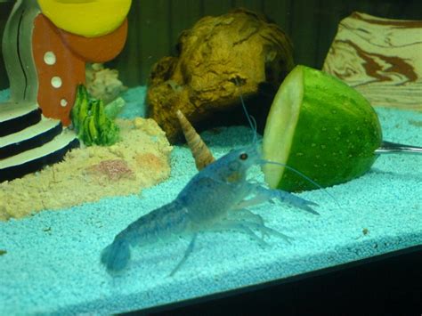 Blauer Krebs Blauer Floridahummer Procambarus alleni Babys in Koblenz ...