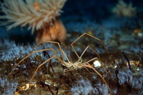 Antarctic Giant Sea Spider