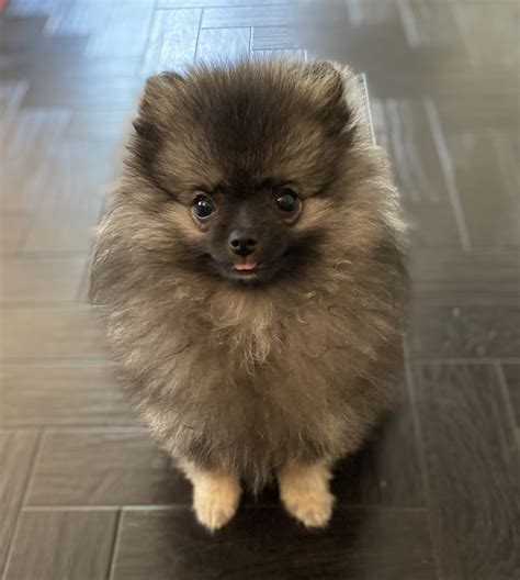 Pomeranian Wolf Sable Puppies