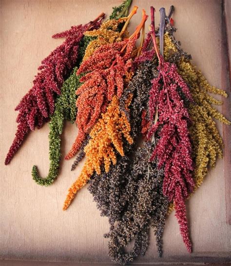 Preserved Amaranthus Multi Colors Set - Hanging Flowers for Vertical ...