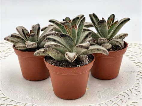 DH7Enterprise Kalanchoe Tomentosa Chocolate Soldier Succulent 2 India ...