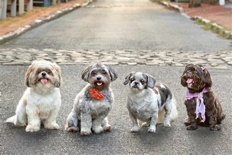 20 Shih Tzu Colors and Markings Explained