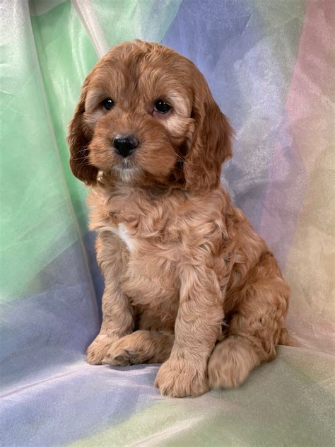 Image result for Female Cockapoo