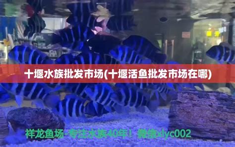水族造景的行业前景（水族造景的行业前景如何） - 广州水族批发市场 - 广州观赏鱼批发市场