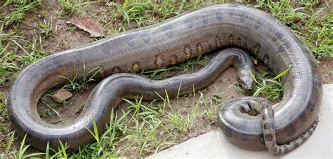 Image result for Anaconda Python Distribution
