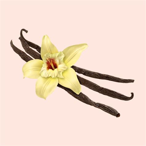 Buy Fragrance Oils Online in India | Bulk & Wholesale Fragrance Oils ...