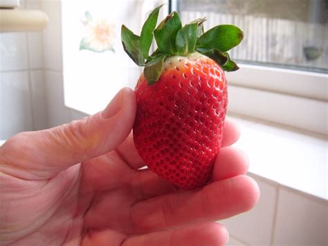 Penelope Row: World biggest strawberry- maybe?
