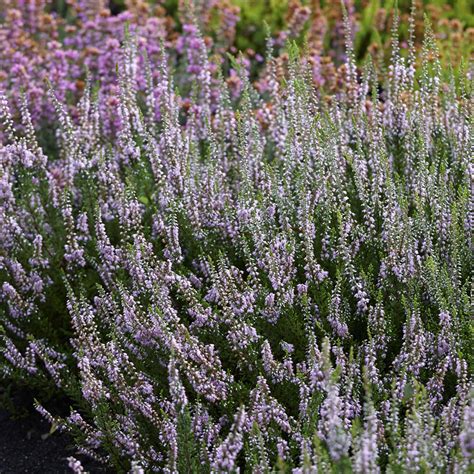 Struikheide 'Spring Torch' - Calluna vulgaris spring torch | Bakker.com