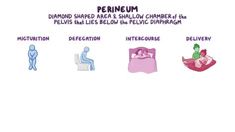 Perineum